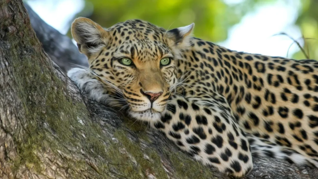 Consejos Prácticos para que tu Primer Safari