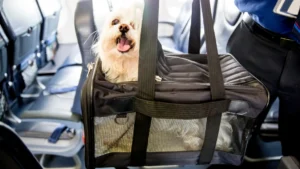 Viajar Mascotas Vueling
